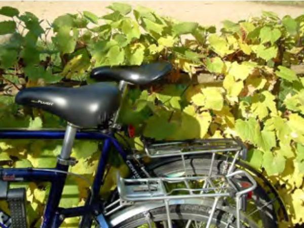 Zwei Fahrräder vor einer Hecke