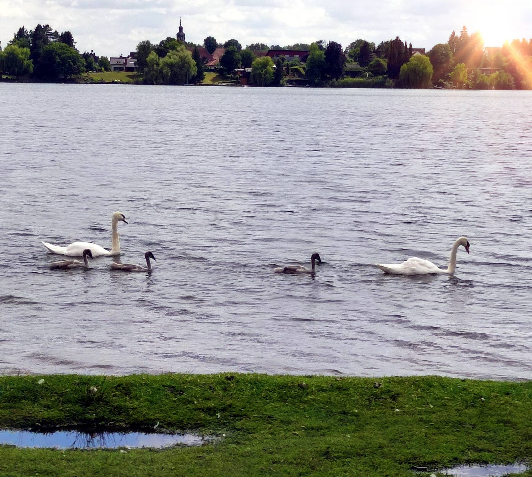 Schwäne am Inheidener See