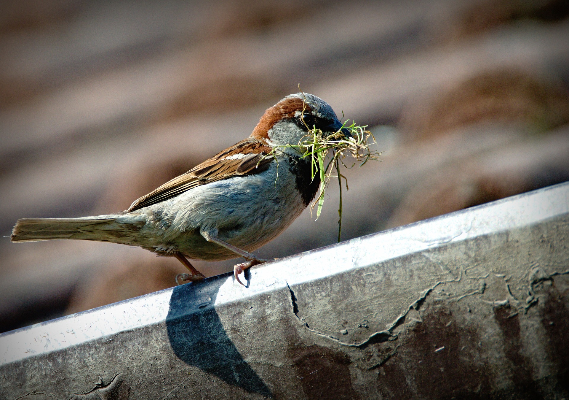 Spatz mit Grashalm