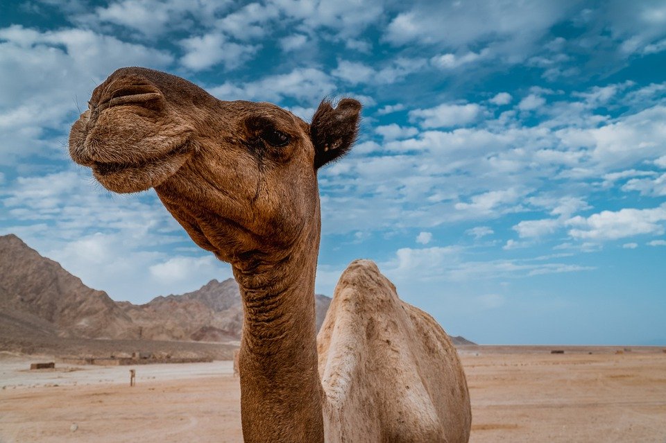 camel-4306242_960_720