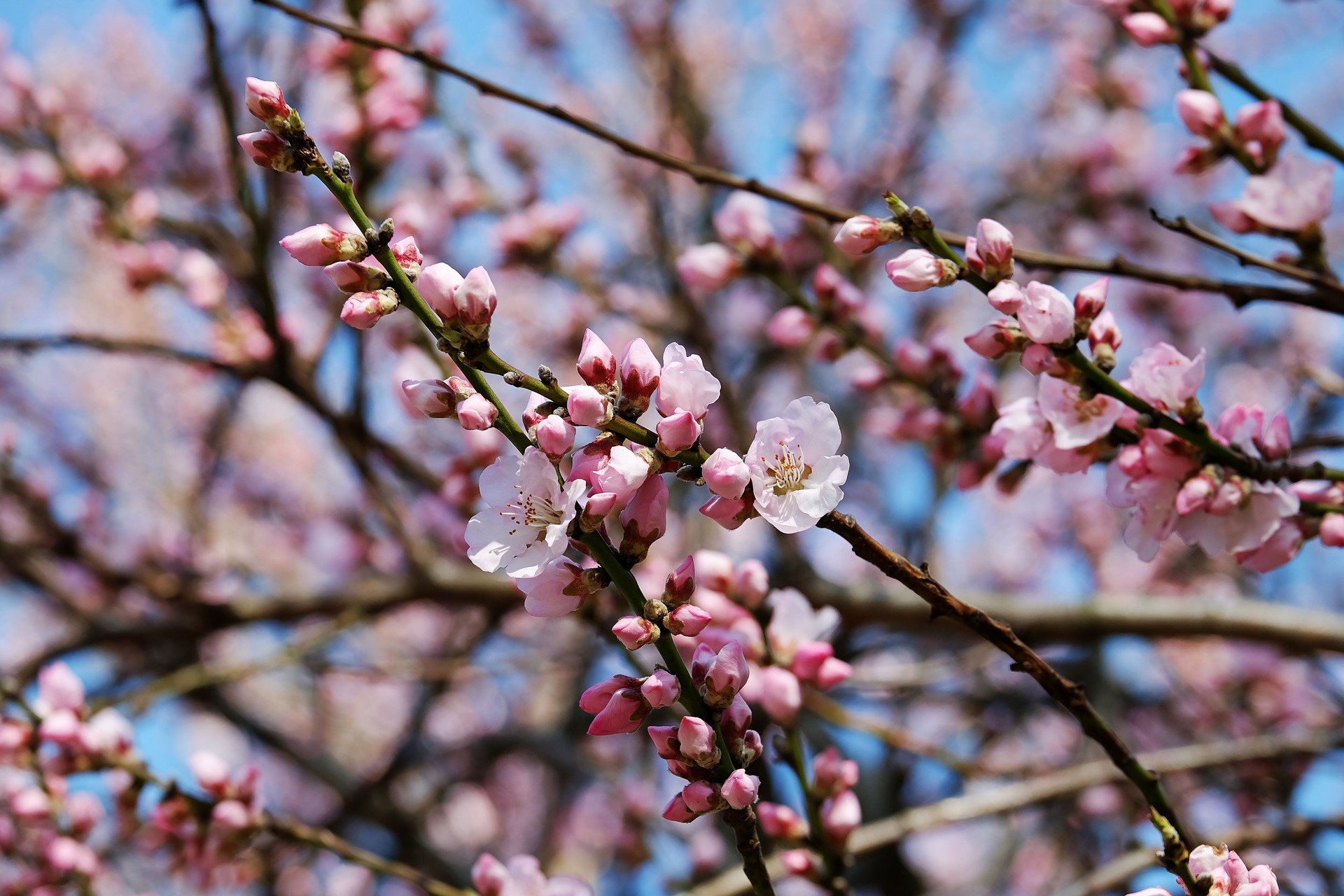 japanese-cherry-trees-3259835_1920