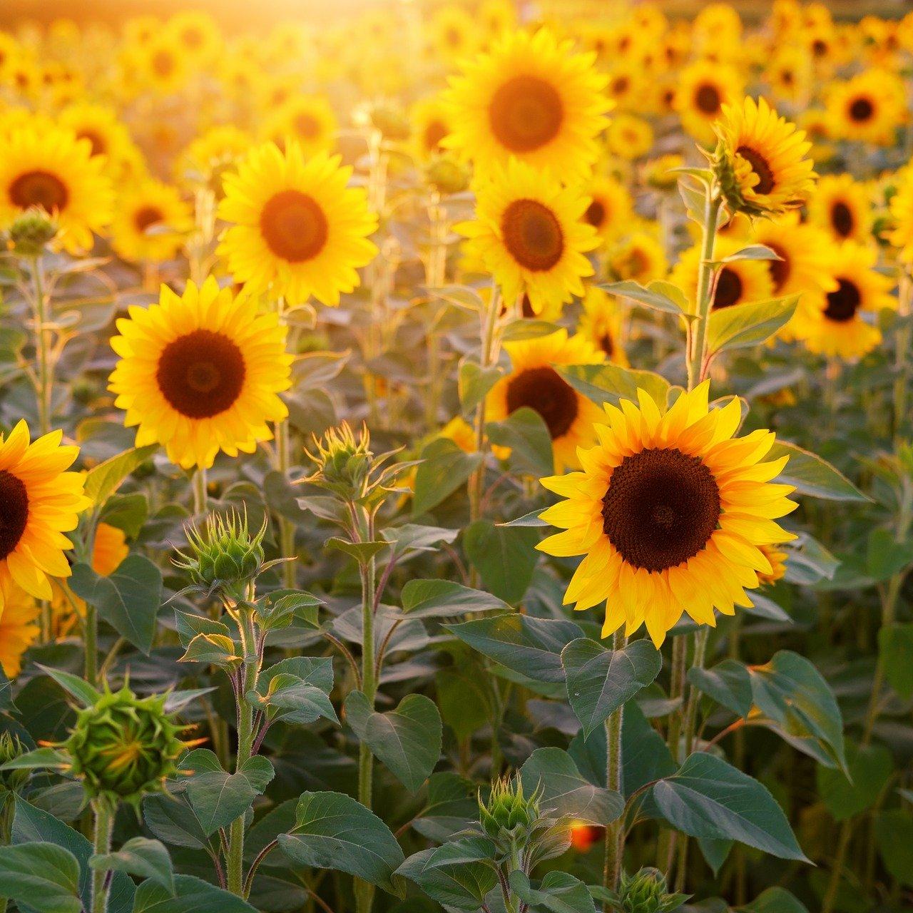 Sonnenblume pixabay