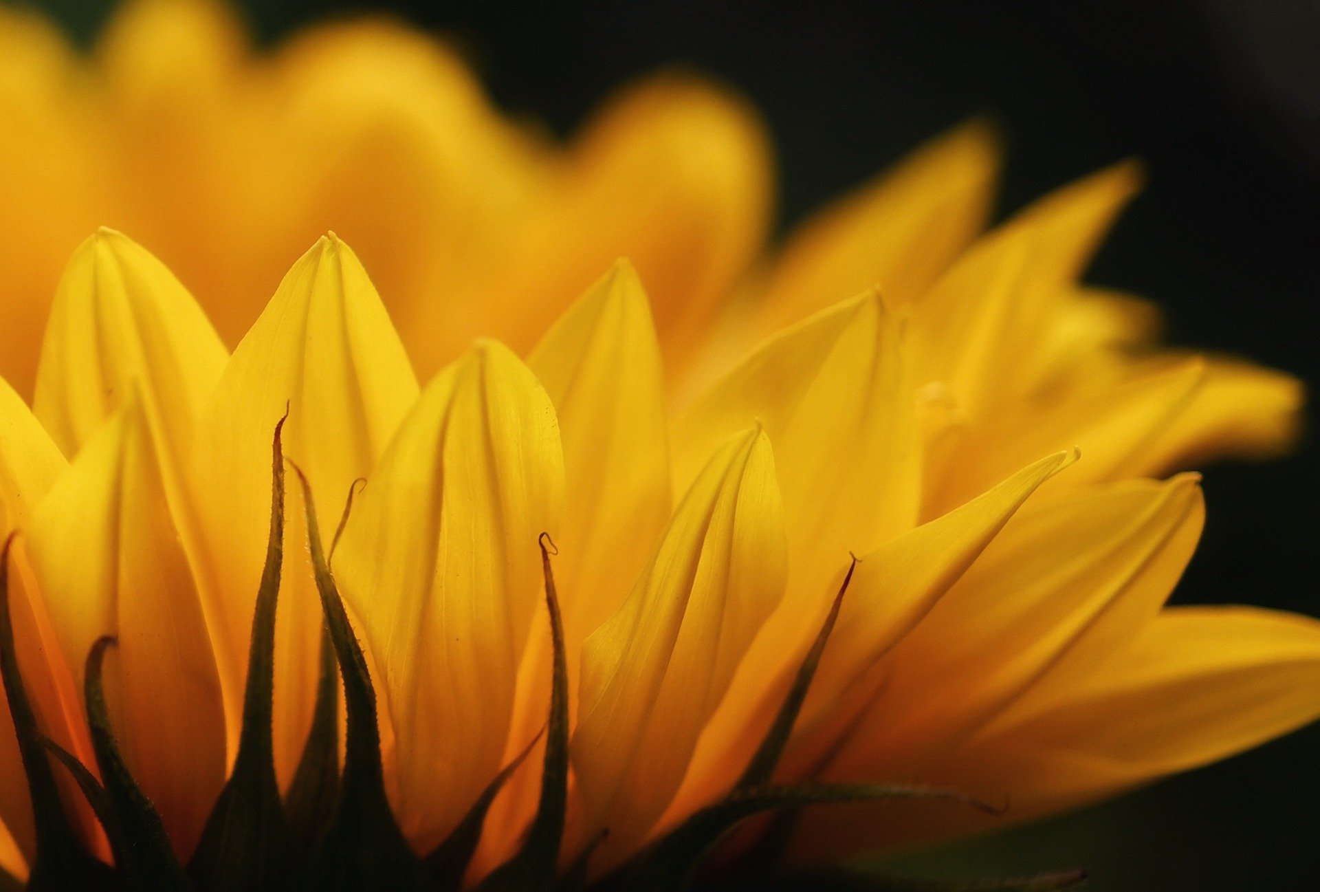 sunflower-5395120_1920 (c) pi