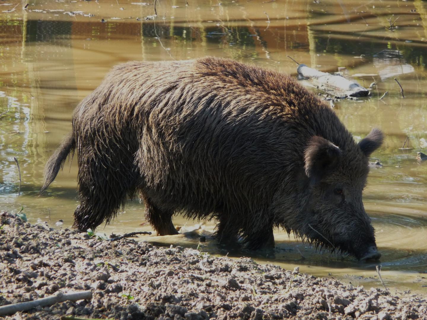 Wildschwein (c) 4028mdk09