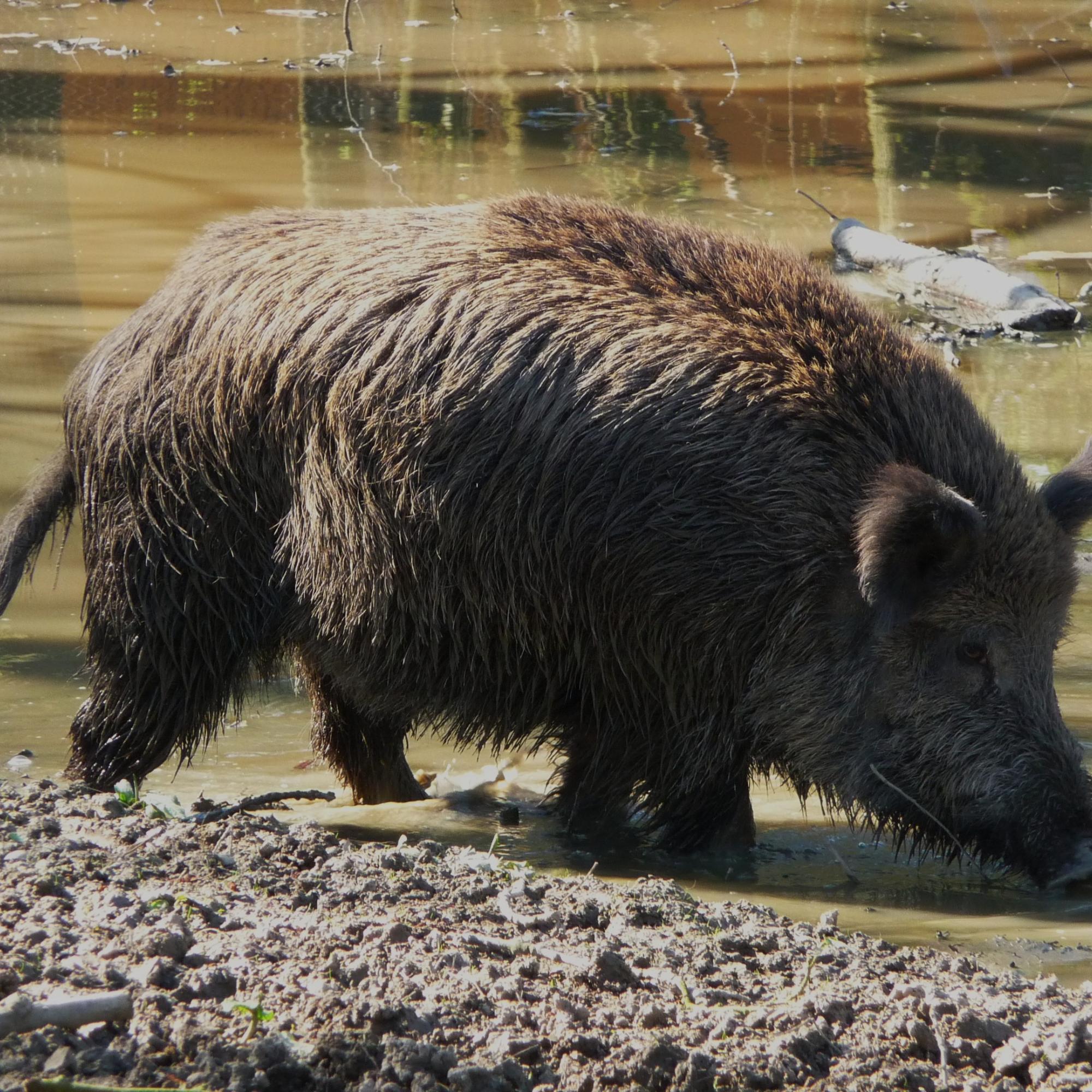 Wildschwein