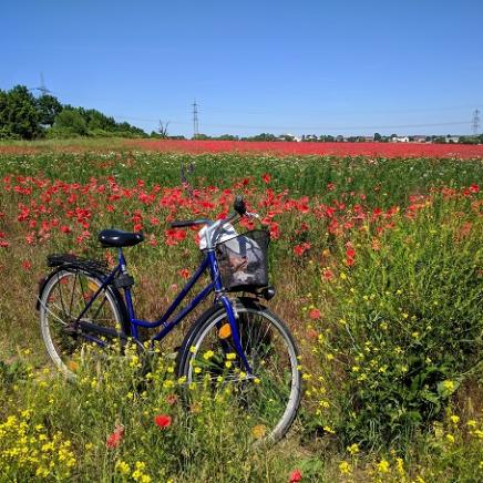 Fahrrad am roten Mohnblumenfeld