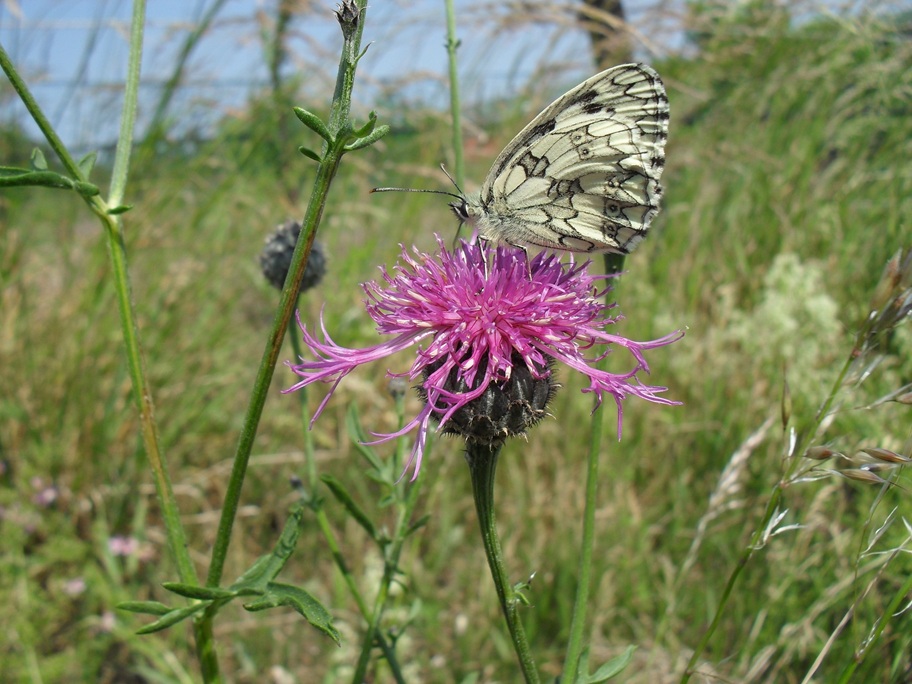 Schmetterling auf einer Blume (c) up