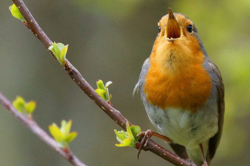 Wunder März 26 Bild Vogel (c) A. Otten