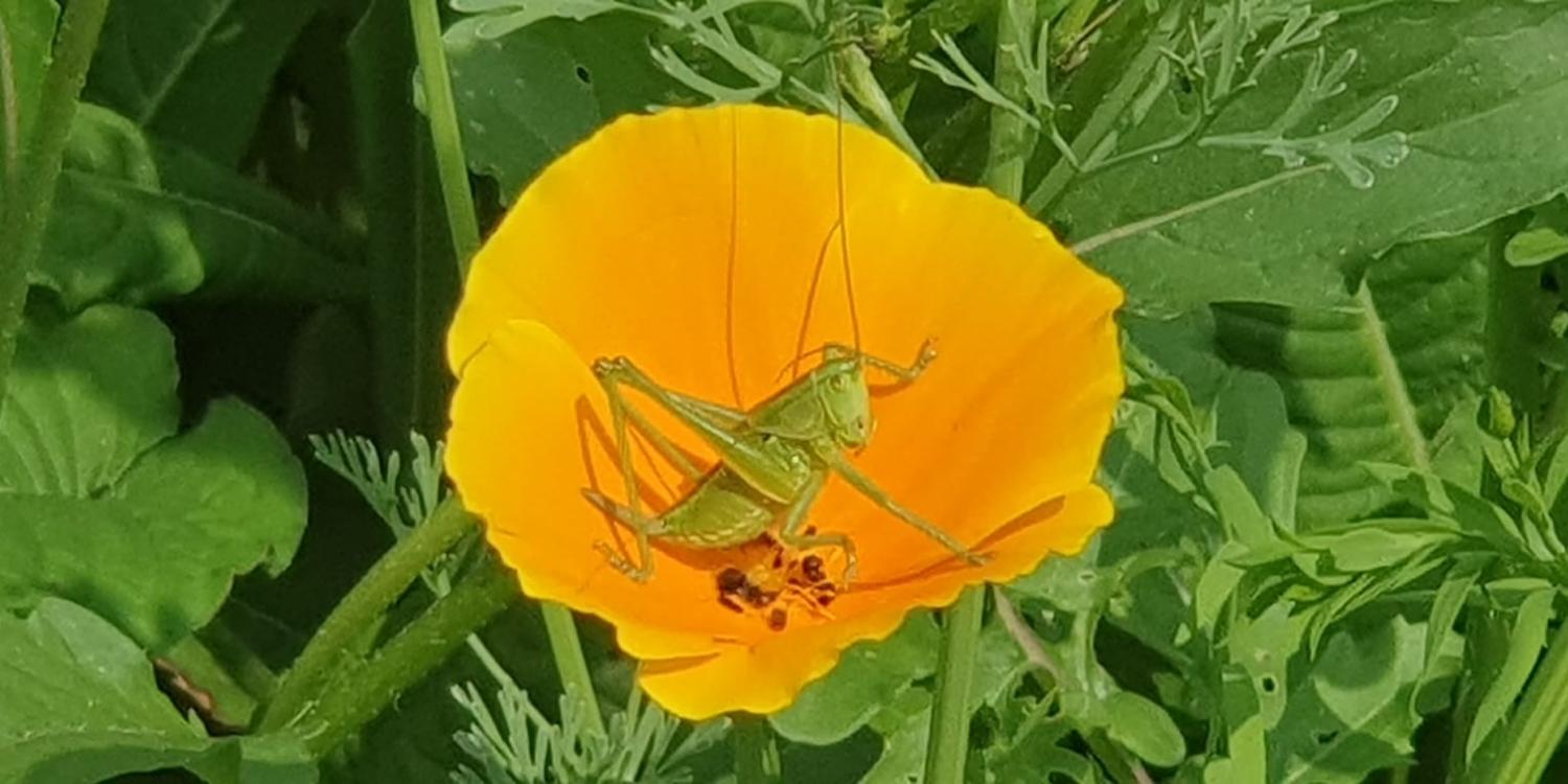 Sommerblume (c) J. Lorenz,Privat