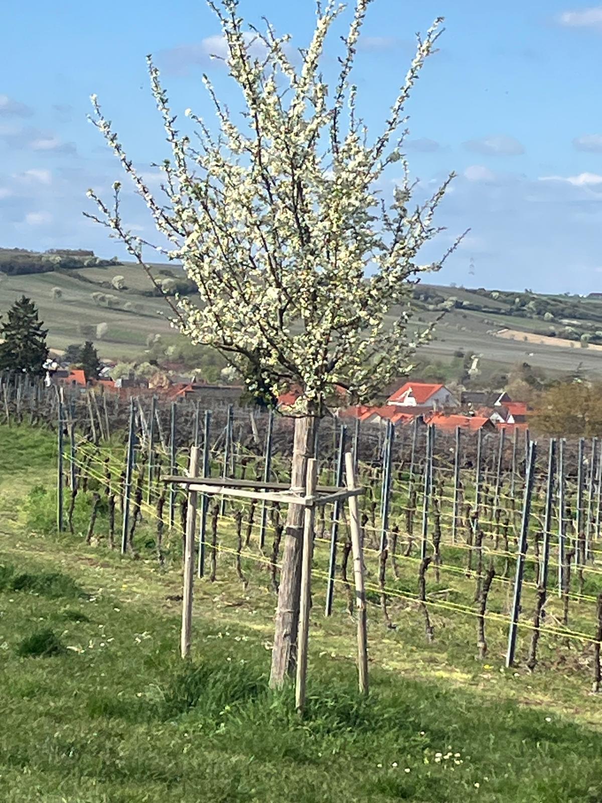 Weinberg im Frühjahr Image 2026-04-02.jpg (c) Th. Haub
