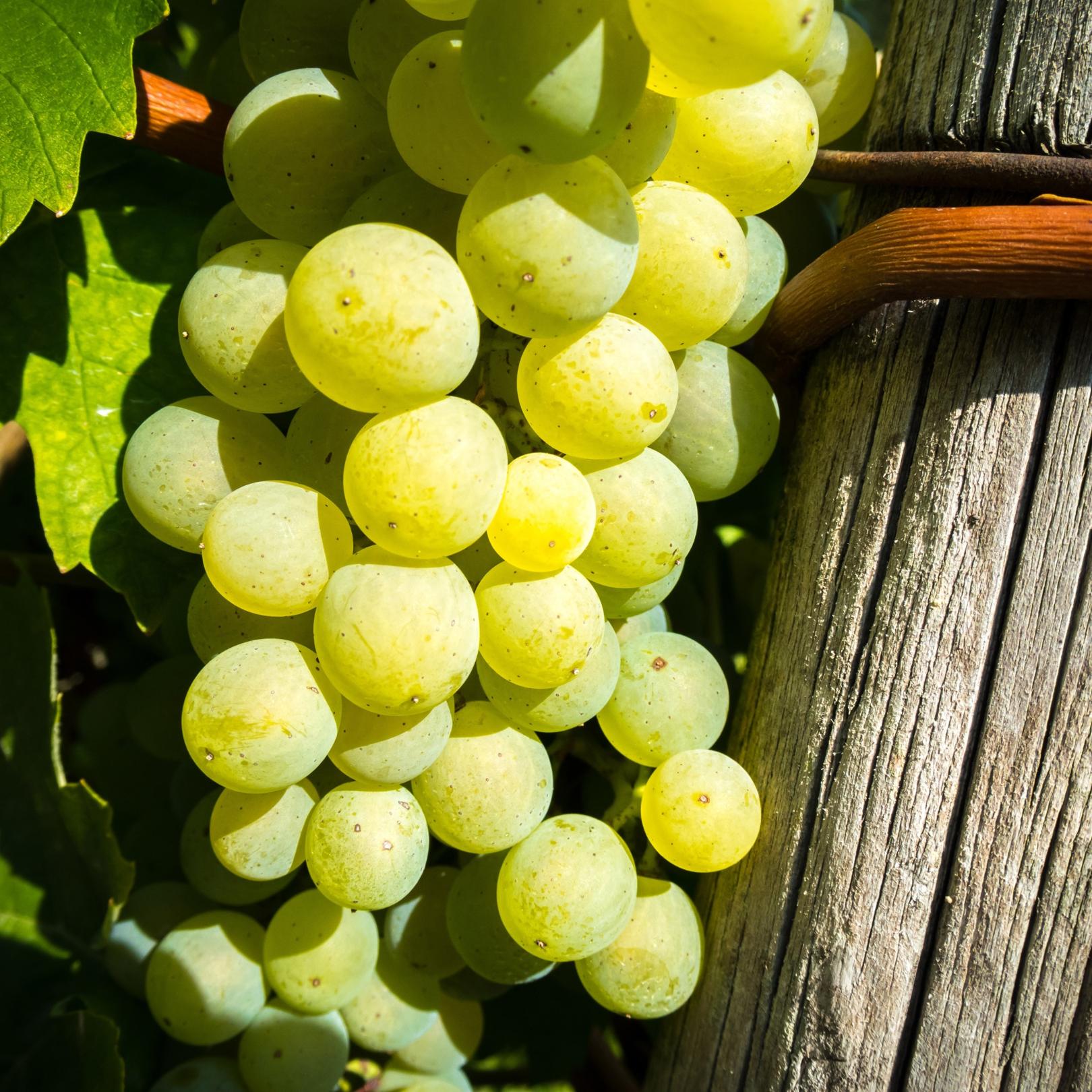Weintraube am Weinstock befestigt (c) wine-3694214_by_didgeman_cc0-gemeinfrei_pixabay_pfarrbriefservice