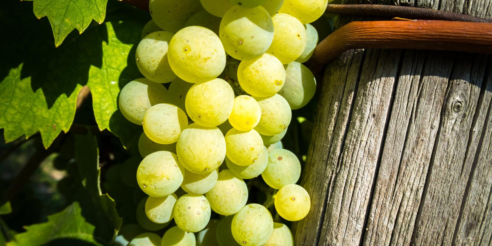 wine-3694214_by_didgeman_cc0-gemeinfrei_pixabay_pfarrbriefservice (c) wine-3694214_by_didgeman_cc0-gemeinfrei_pixabay_pfarrbriefservice