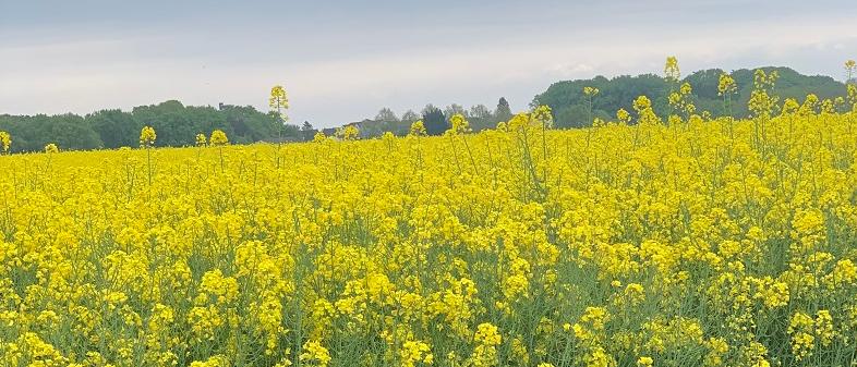 rapsfeld (c) privat
