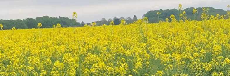rapsfeld (c) privat