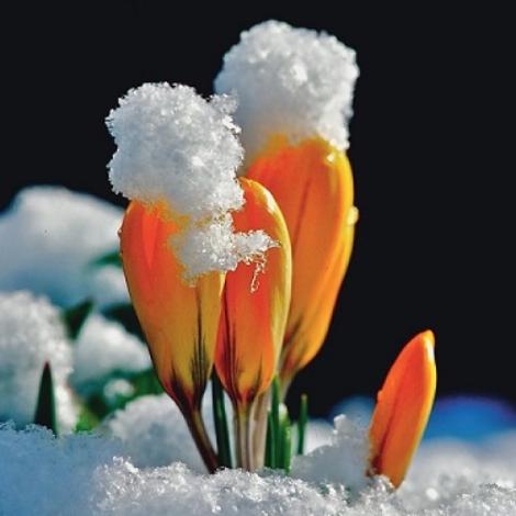 schnee mit krokus (c) image online