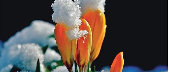 schnee mit krokus (c) image online