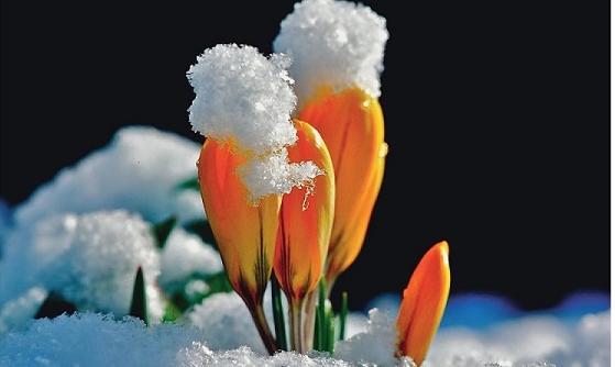 schnee mit krokus (c) image online