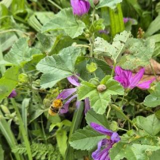 Begegnung mit der Hummel im herbstlichen Pfarrgarten St. Josef