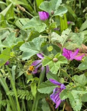 Begegnung mit der Hummel im herbstlichen Pfarrgarten St. Josef (c) Michael Augenstein