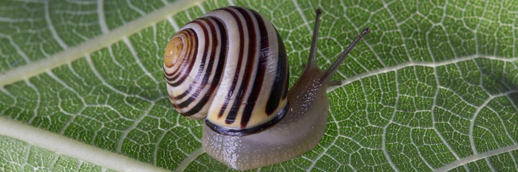 Leben im Glauben: Schnecke (c) Bistum Mainz