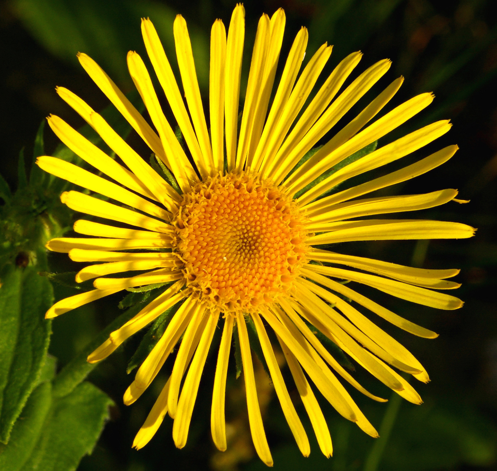 Brücke 06-25 Titelbild (c) © Bild: „Blütenköpfchen des Wiesen-Alant (Inula britannica)“ von Christian Fischer /  CC-by-sa 3.0 / Quelle: Wikimedia Commons In: Pfarrbriefservice.de