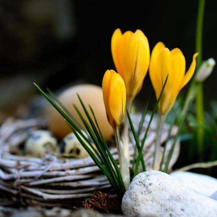 gelber Krokus mit Ostereiernest