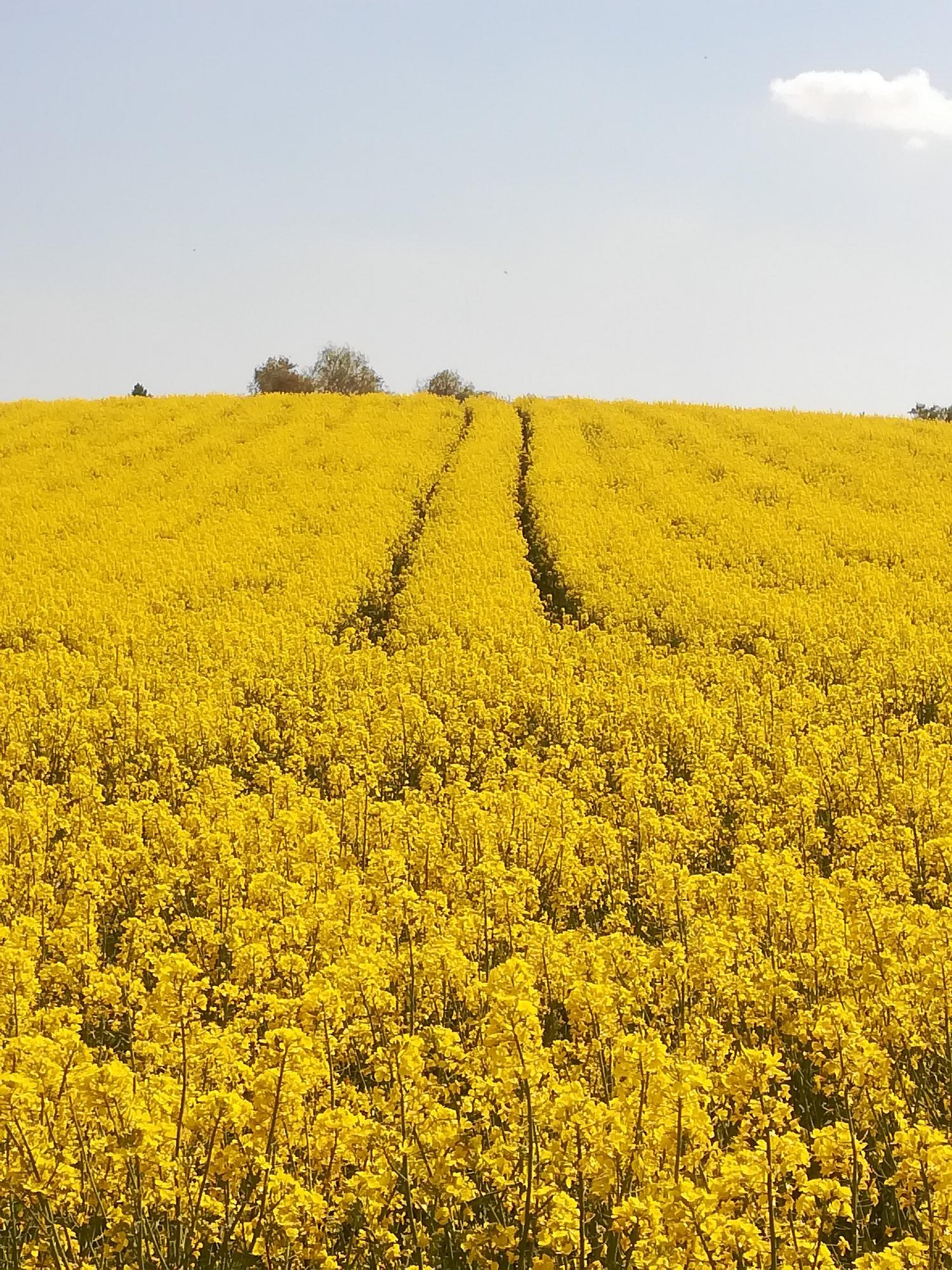 rapsfeld_by_Gaby_Bessen_pfarrbriefservice (c) Bild: Gaby Bessen In: Pfarrbriefservice.de