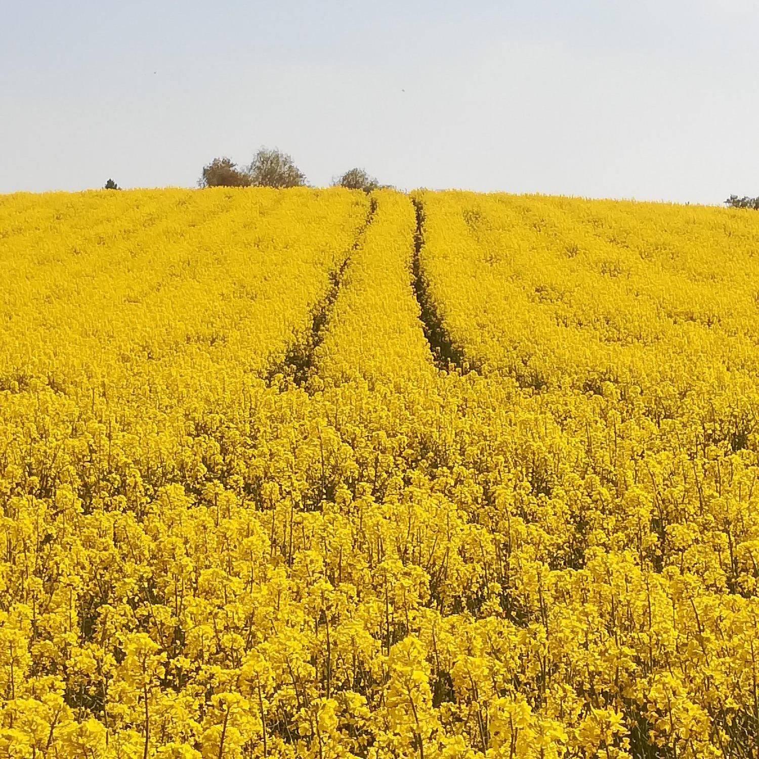 blühendes Rapsfeld