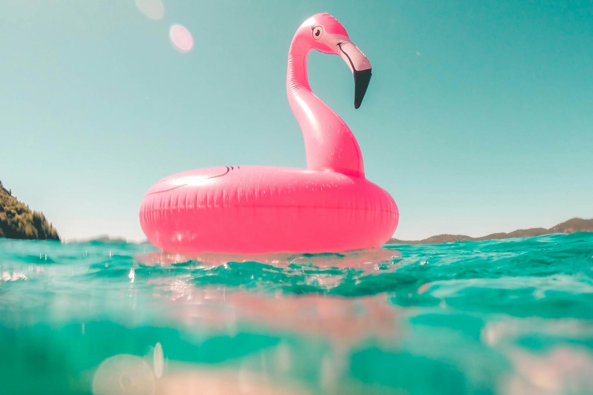 Flamingo aufm Wasser