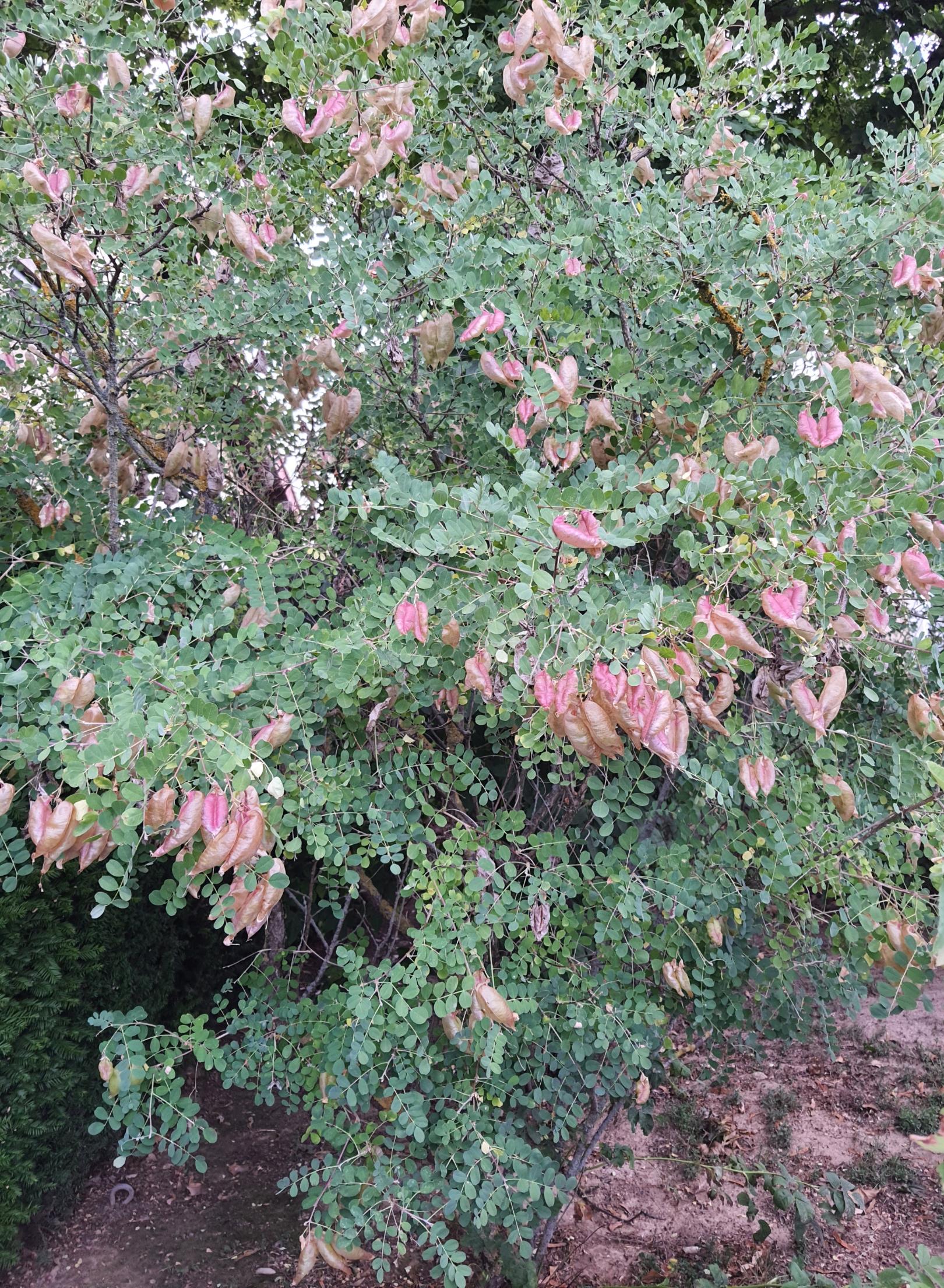 Gemeiner Blasenstrauch (Colutea arborescens) (c) Jan Paaz