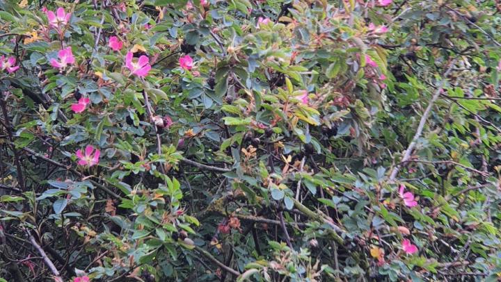 Hechtrose (Rosa glauca): (c) Jan Paaz