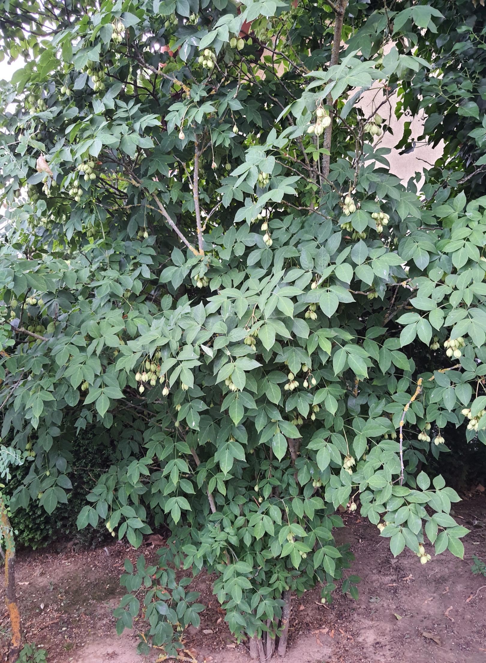 Gemeine Klappernuss (Staphylea pinnata): (c) Jan Paaz