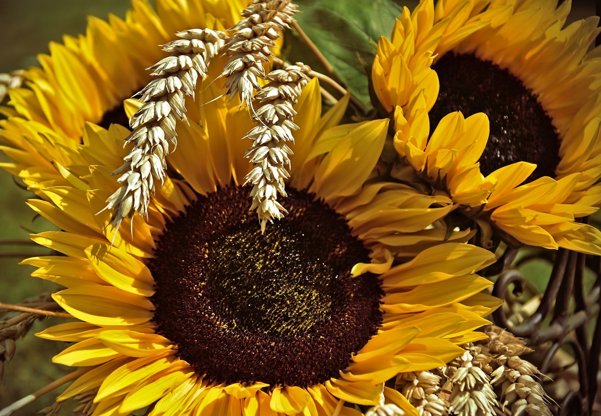 sunflowers-4425418_1920 (c) www.pixabay.com