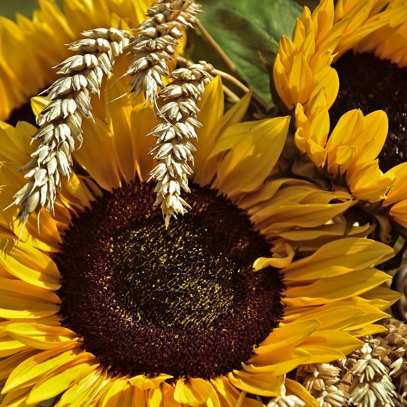 sunflowers-4425418_1920
