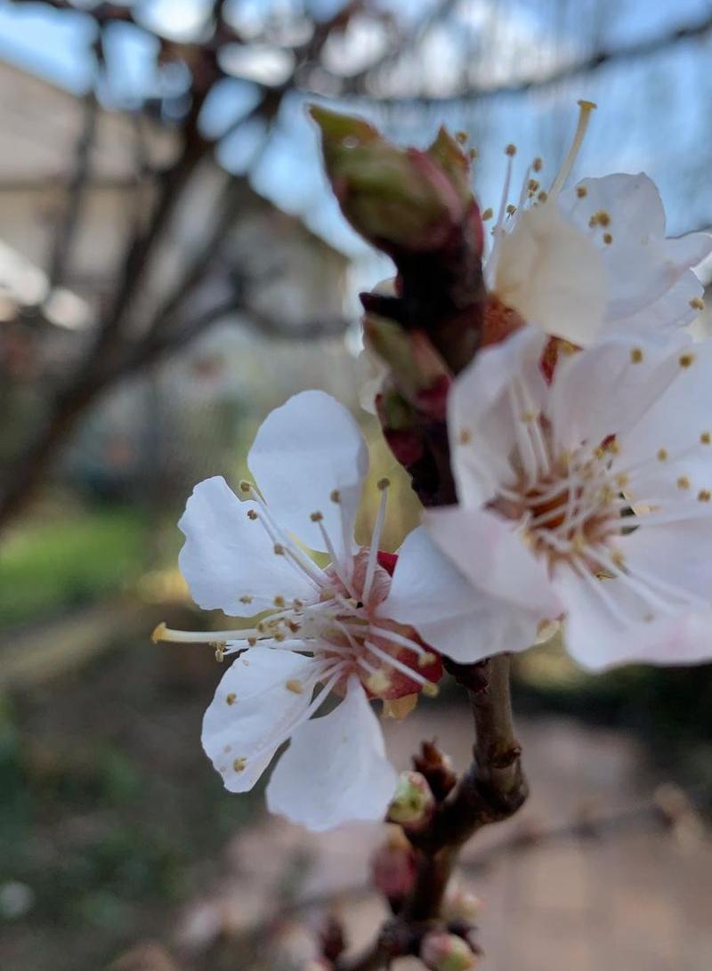 Aprikosenblüte (c) Anja Encarnacao