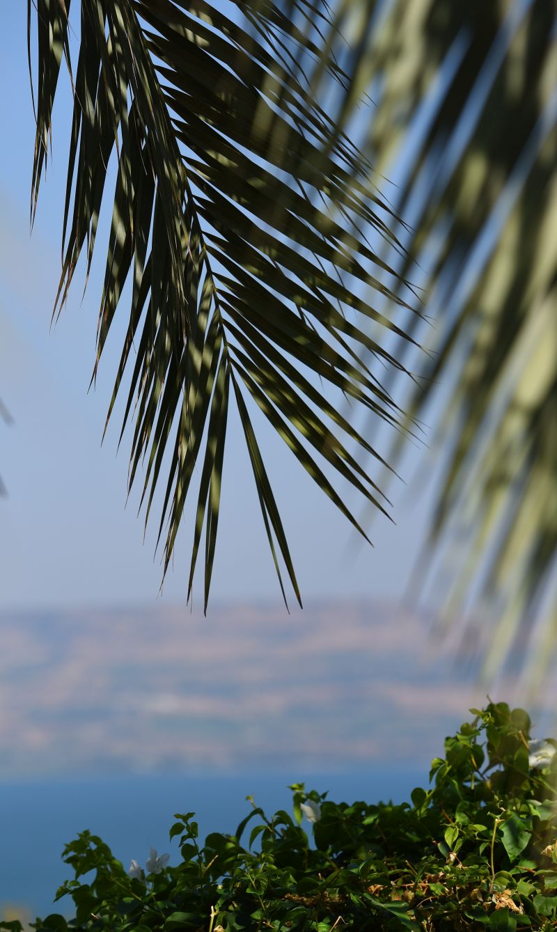 Palmenzweig auf dem Berg der  Seligpreisungen mit Blick auf den See Genezareth (c) Manuela Tollerian