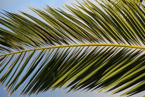 Palmzweig