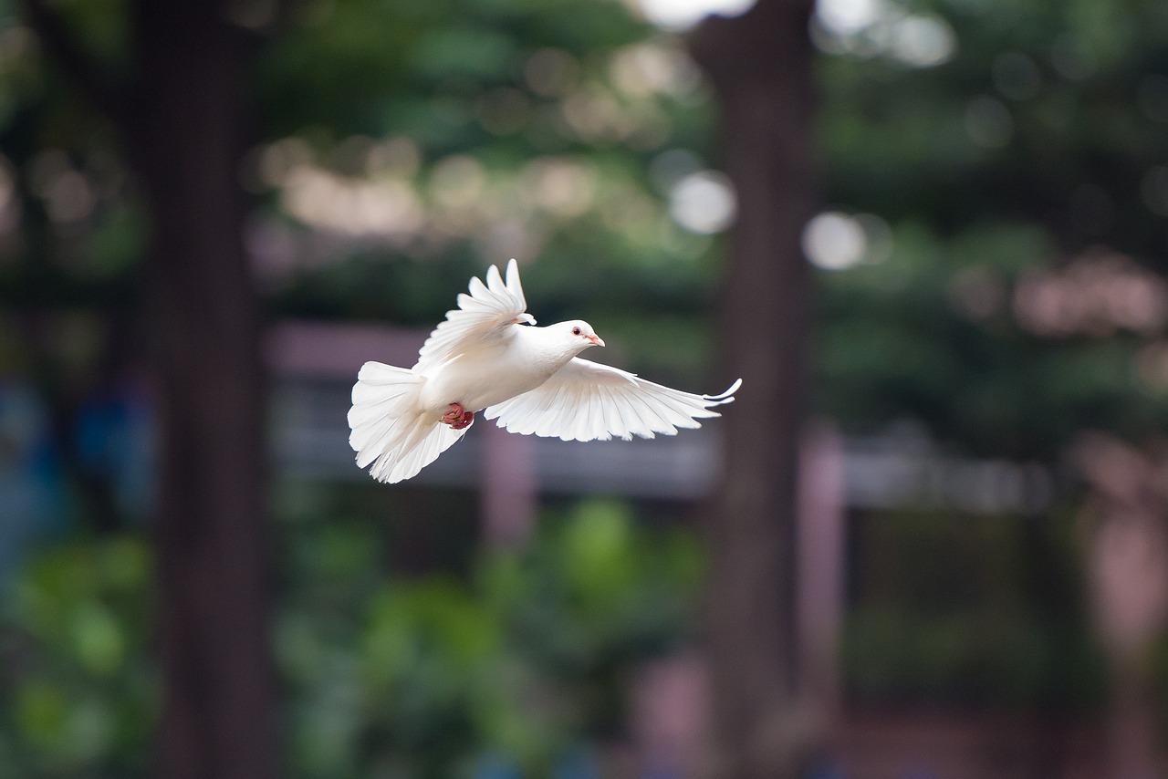 bird-4062359_1280