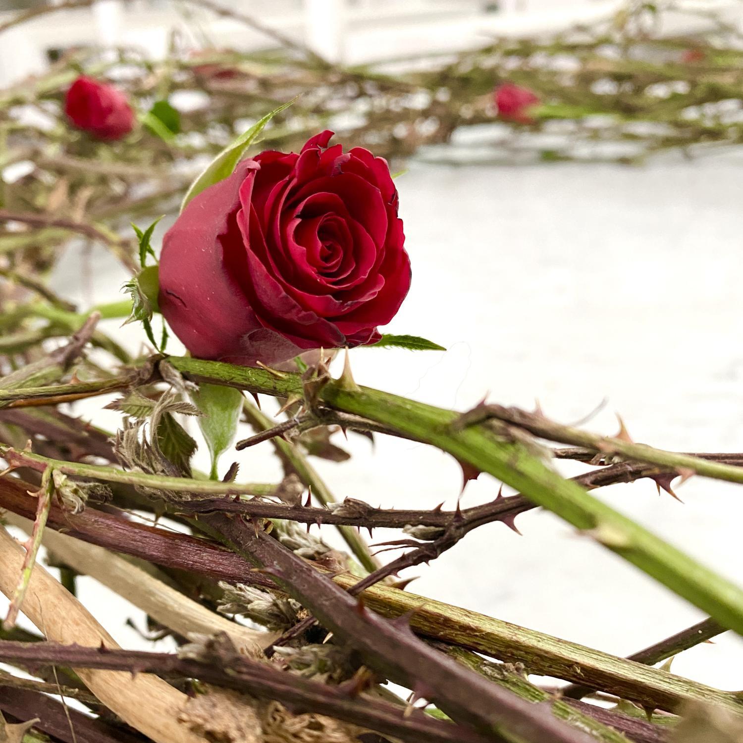 Rose_und_Dornen_by_Sylvio_Krueger_pfarrbriefservice