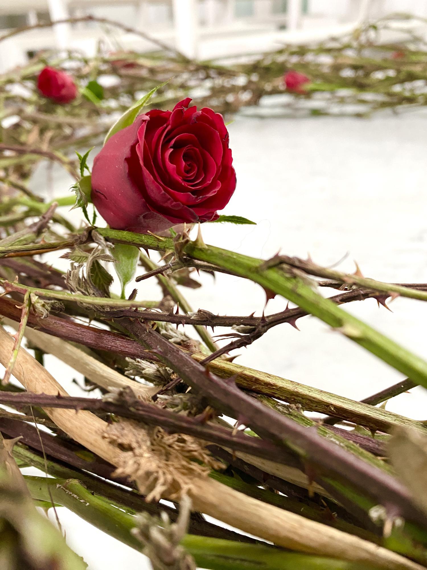 Rose_und_Dornen_by_Sylvio_Krueger_pfarrbriefservice (c) Quelle: pfarrbriefservice.de