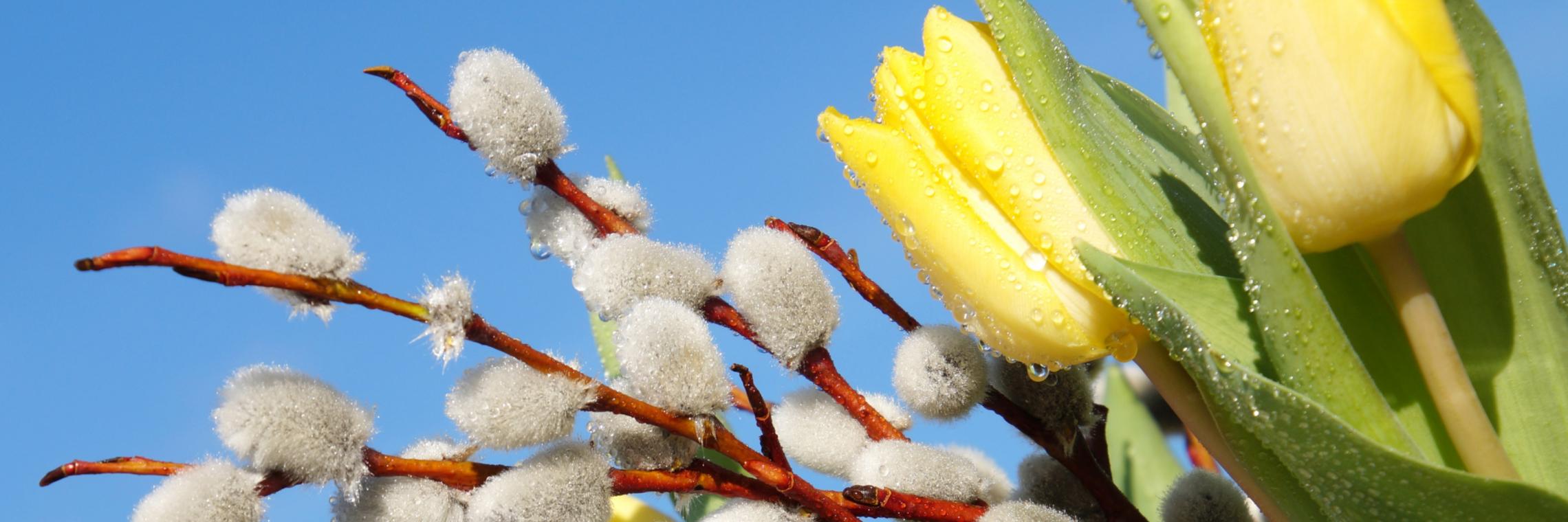 osterstrauss (c) Martin Manigatterer in Pfarrbriefservice.de