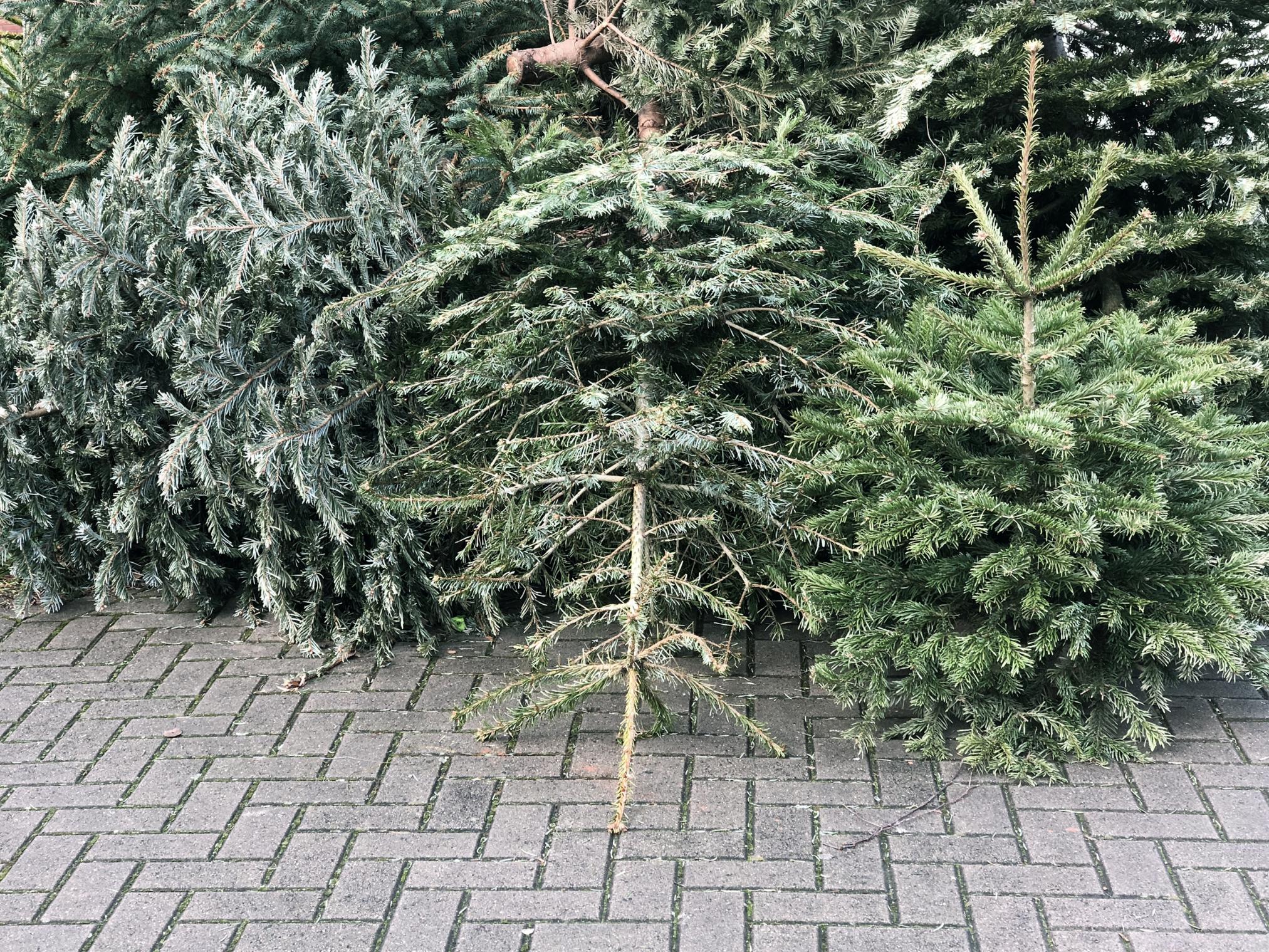 Weihnachtsbäume am Strassenrand