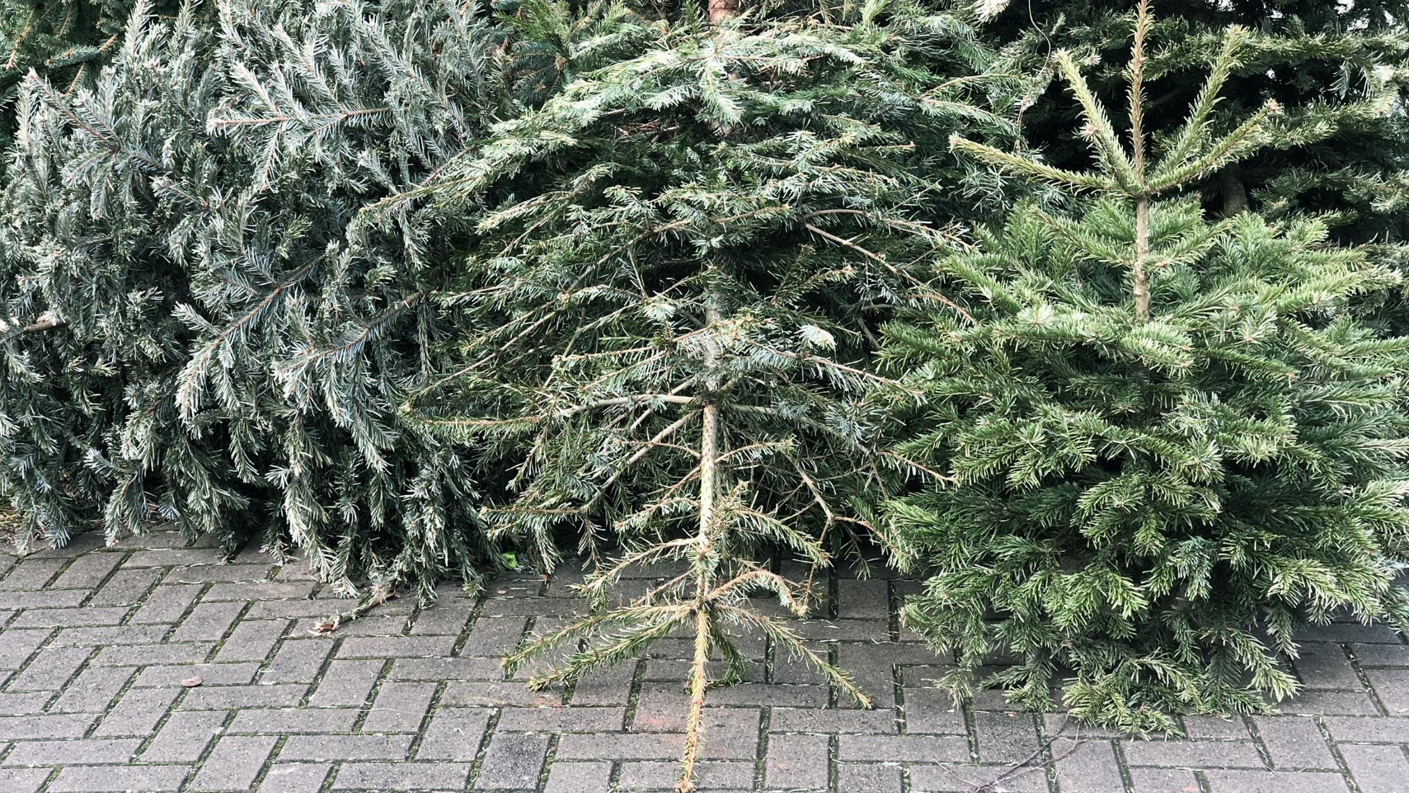Weihnachtsbäume am Strassenrand