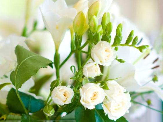 weiße Blumen
