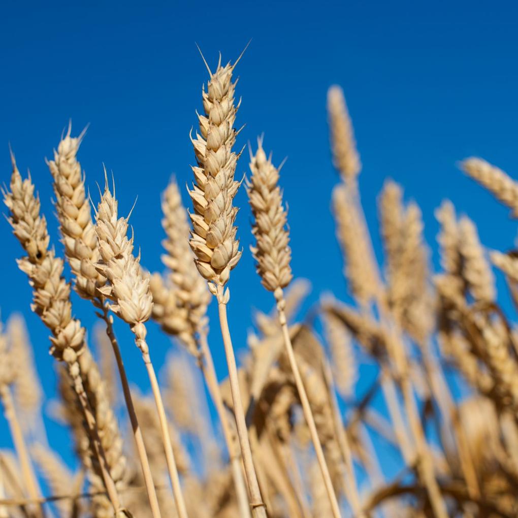 Ähren vor blauem Himmel
