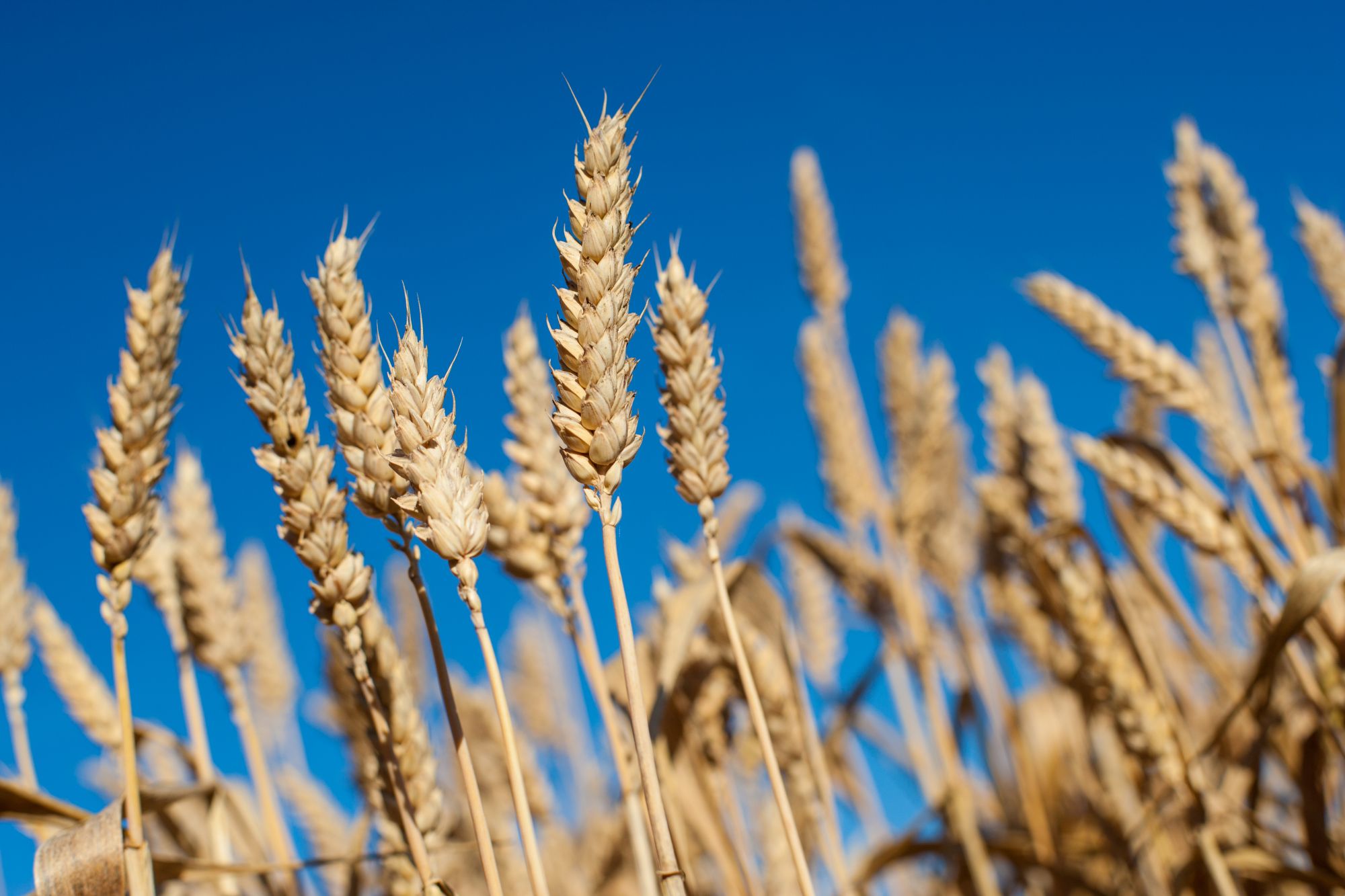 Ähren vor blauem Himmel
