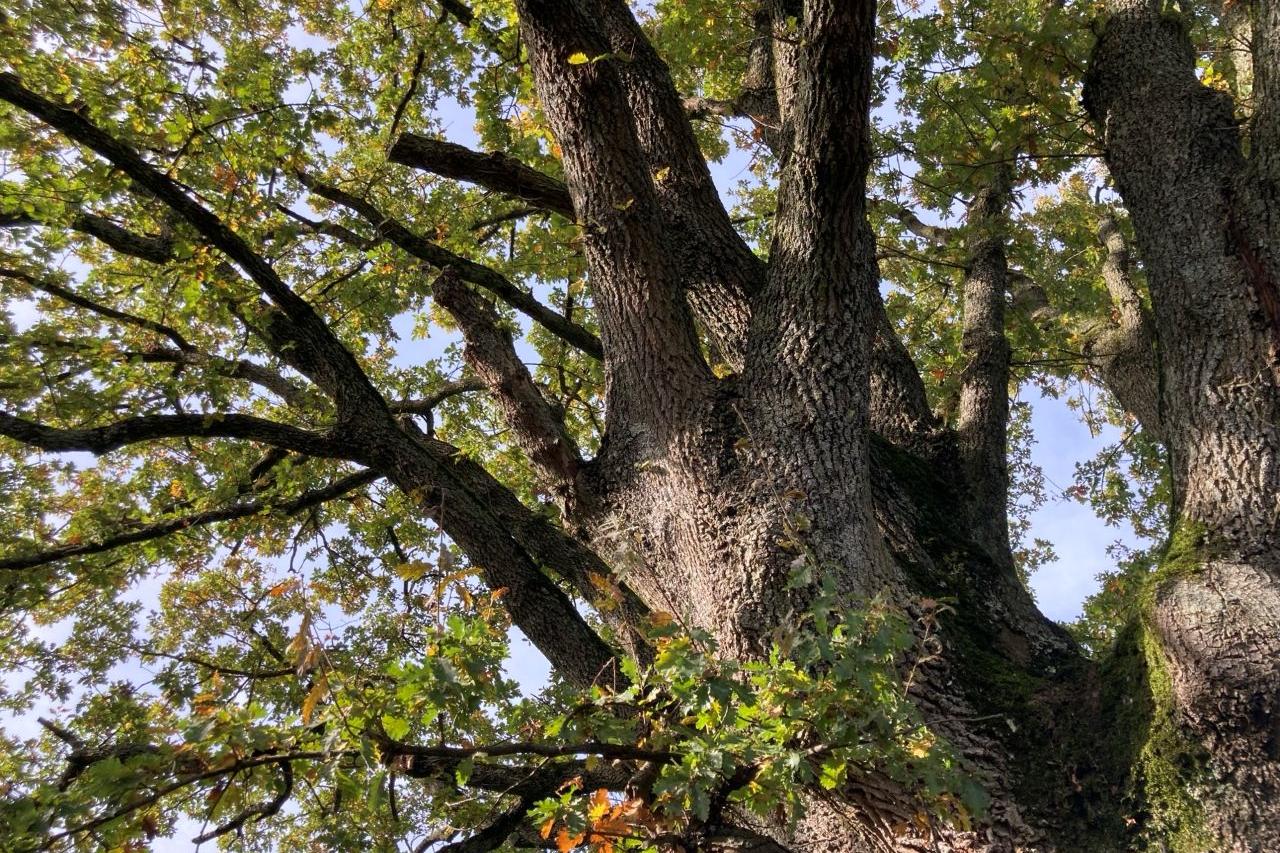 Herbst-Baum_1_BeateHirt