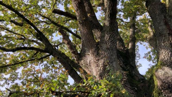 Herbst-Baum_1_BeateHirt