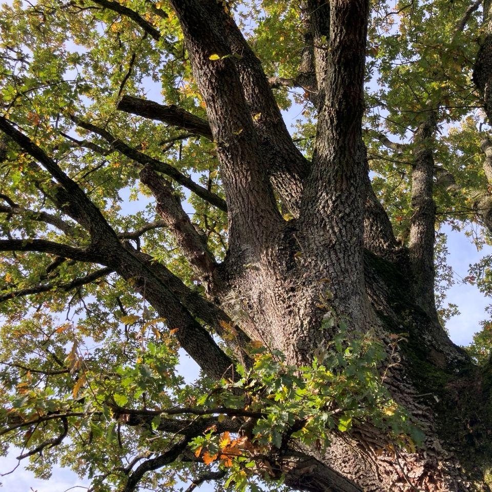 Herbst-Baum_1_BeateHirt