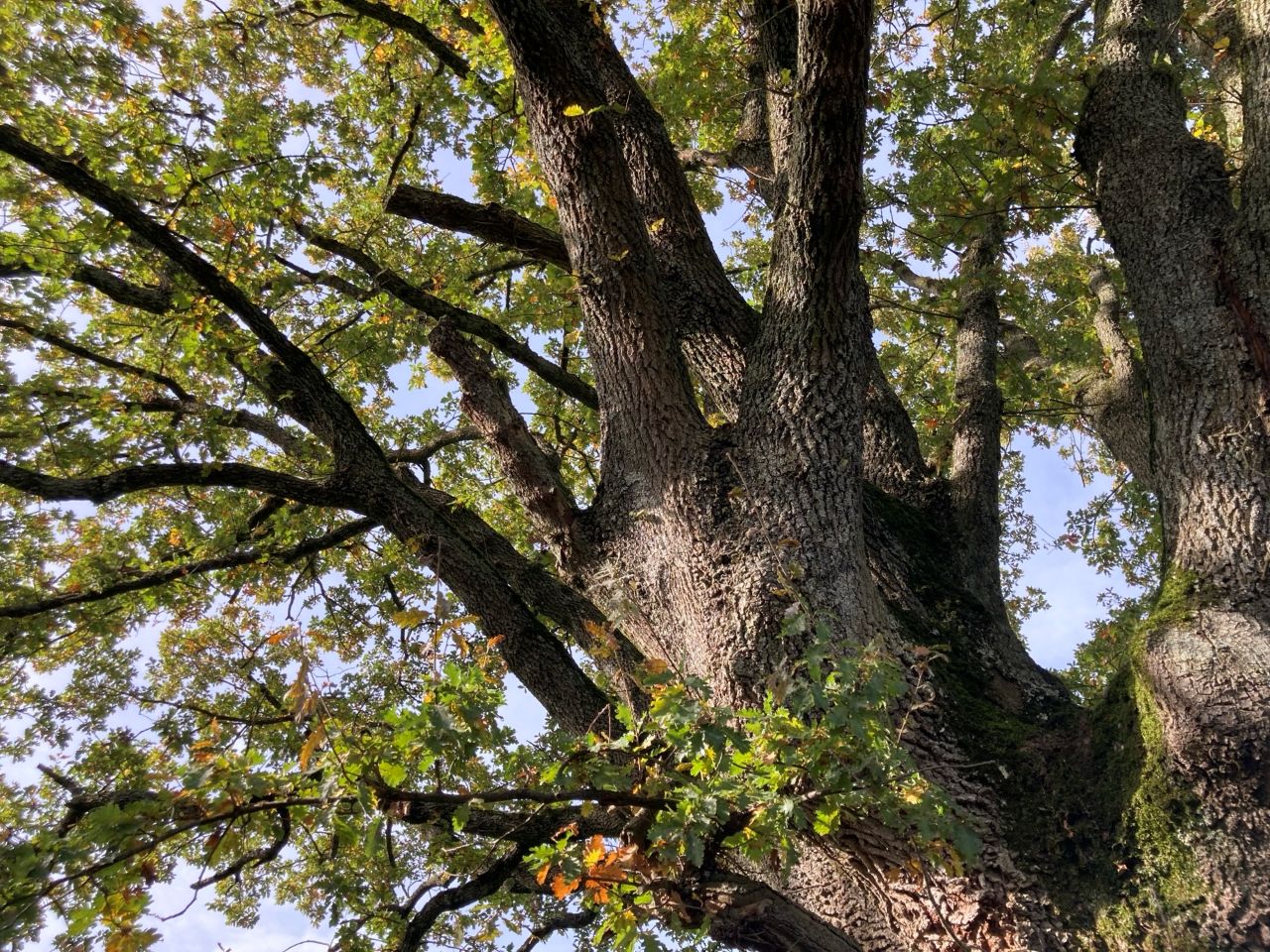 Herbst-Baum_1_BeateHirt